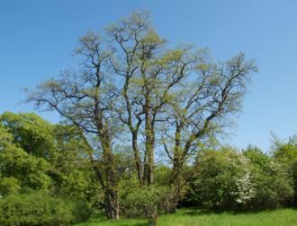 Klimaatbomen Nieuwpoort - Kust - 2HB
