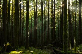 Tiny Forest-project Vorst - 2de verblijf in een stad - 2HB