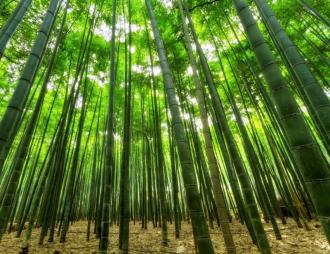 Woonunits uit bamboe - Innovatief - 2HB