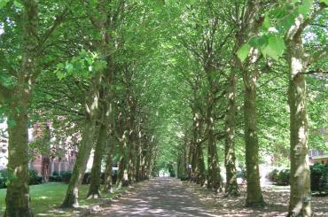 Groot Park - Dreef
